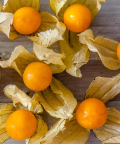 Peruvian Ground Cherry Seeds – Physalis Peruviana – 50 Seeds – Edible Fruit - Image 5