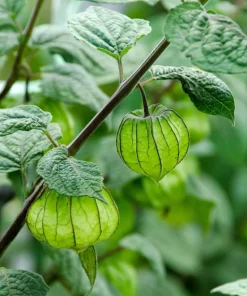 Peruvian Ground Cherry Seeds – Physalis Peruviana – 50 Seeds – Edible Fruit - Image 6