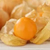 Peruvian Ground Cherry Seeds – Physalis Peruviana – 50 Seeds – Edible Fruit - Image 1