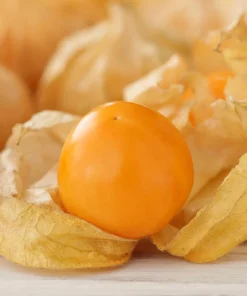 Peruvian Ground Cherry Seeds – Physalis Peruviana – 50 Seeds – Edible Fruit - Image 1