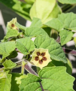 Peruvian Ground Cherry Seeds – Physalis Peruviana – 50 Seeds – Edible Fruit - Image 7