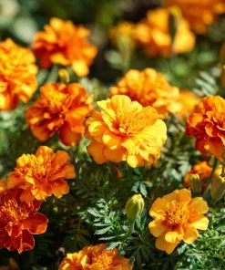 Petite French Marigold Seeds Mix – 300 Multi-Color Blooms, Easy to Grow - Image 2
