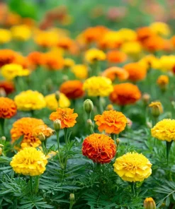 Petite French Marigold Seeds Mix – 300 Multi-Color Blooms, Easy to Grow - Image 4