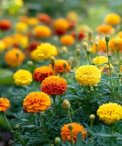Petite French Marigold Seeds Mix – 300 Multi-Color Blooms, Easy to Grow - Image 5