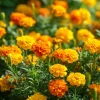 Petite French Marigold Seeds Mix – 300 Multi-Color Blooms, Easy to Grow - Image 1