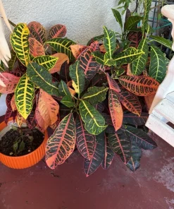 Petra Croton Live Plant - Colorful Foliage Houseplant - Image 2