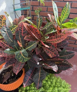Petra Croton Live Plant - Colorful Foliage Houseplant - Image 1