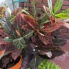 Petra Croton Live Plant - Colorful Tropical Foliage Houseplant for Indoors - Image 1