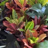 Petra Croton Live Plant – Colorful Tropical Foliage Houseplant – Indoor Decor - Image 1