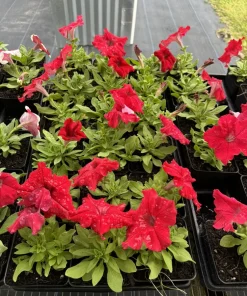 Petunia Live Plant – Vibrant Blooms for Gardens & Containers - Image 2
