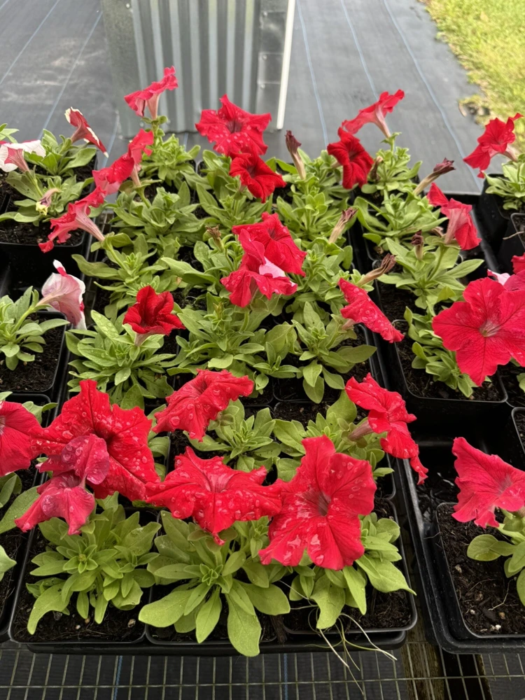 Petunia Live Plant – Vibrant Blooms for Gardens & Containers - Image 2