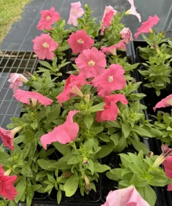 Petunia Live Plant – Vibrant Blooms for Gardens & Containers - Image 3