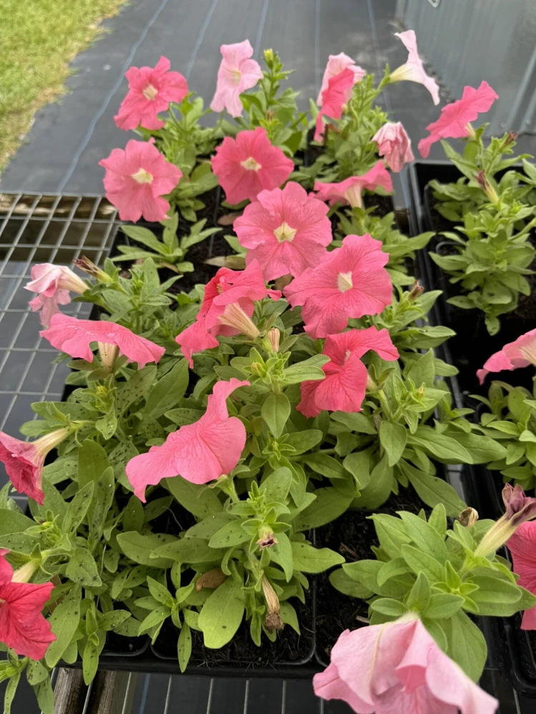 Petunia Live Plant – Vibrant Blooms for Gardens & Containers - Image 3