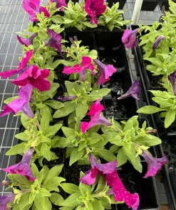 Petunia Live Plant – Vibrant Blooms for Gardens & Containers - Image 4