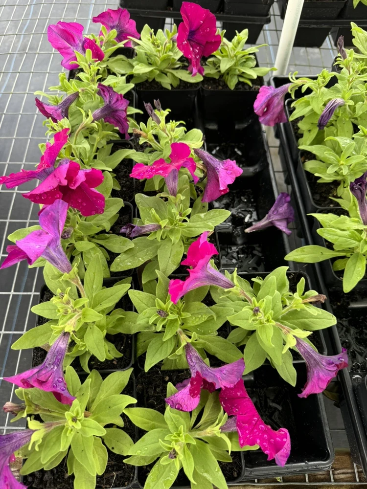 Petunia Live Plant – Vibrant Blooms for Gardens & Containers - Image 4