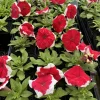 Petunia Live Plant – Vibrant Blooms for Gardens & Containers - Image 1