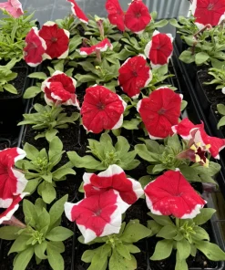 Petunia Live Plant – Vibrant Blooms for Gardens & Containers - Image 1