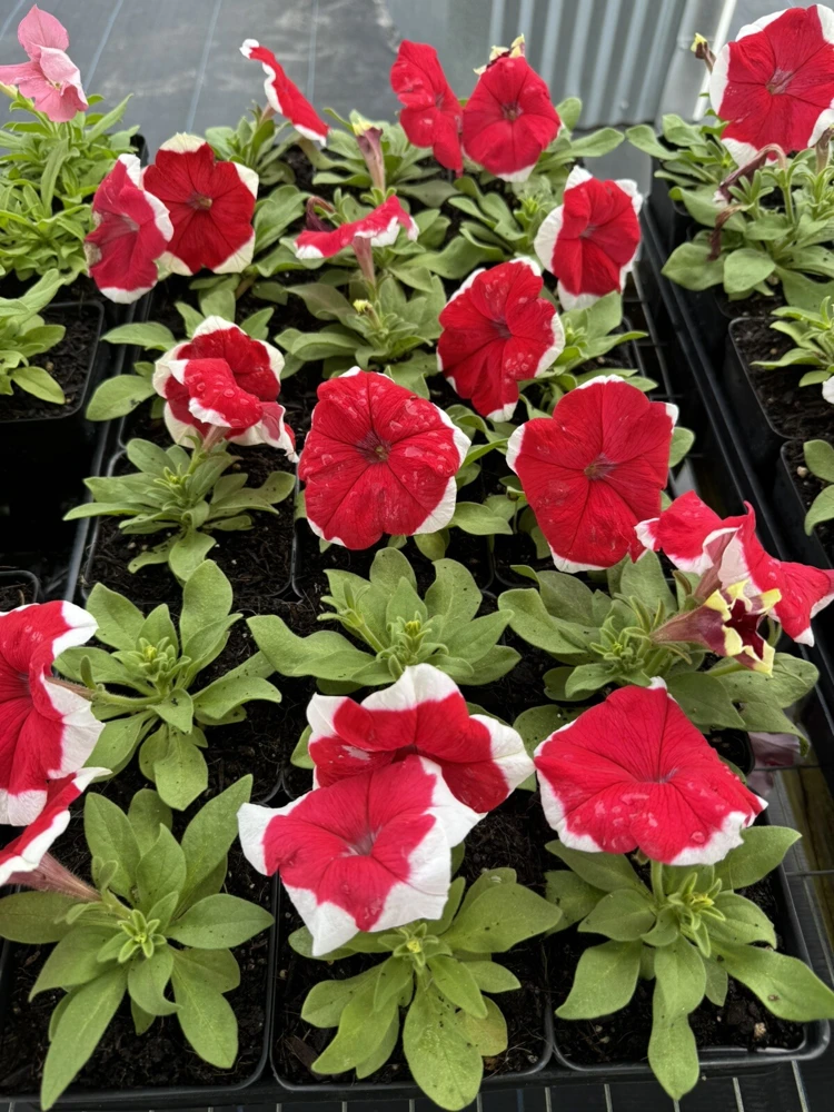 Petunia Live Plant – Vibrant Blooms for Gardens & Containers - Image 1