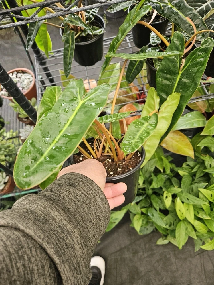 Philodendron billietiae Live Plant - Rare Aroid Houseplant Indoor - Image 1