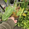 Philodendron Billietiae Live Plant – Rare Climbing Aroid Houseplant - Image 1