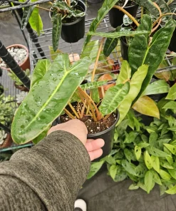 Philodendron Billietiae Live Plant – Rare Climbing Aroid Houseplant - Image 1