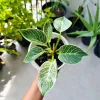 Philodendron Birkin Live Plant – Medium Size Potted Houseplant – Indoor - Image 1