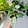 Philodendron Birkin Live Plant - Medium Variegated Indoor Houseplant in Pot - Image 1