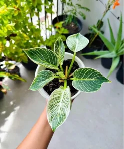 Philodendron Birkin Live Plant - Medium Variegated Indoor Houseplant in Pot - Image 1