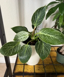 Philodendron Birkin Live Plant – Potted Houseplant – Elegant Indoor Foliage - Image 1