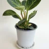 Philodendron Birkin Live Plant – Rare Variegated Indoor Houseplant - Image 1