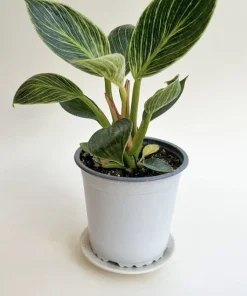 Philodendron Birkin Live Plant – Rare Variegated Indoor Houseplant - Image 1