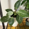 Philodendron Birkin Live Plant, Variegated Indoor Tropical Houseplant in Vase - Image 1