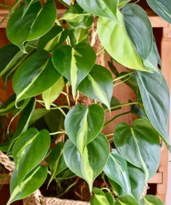 Philodendron Brasil Live Plant Set – 2 Heartleaf Indoor Houseplants, 5-8 Inches Tall in 4 Inch Pots, Variegated - Image 4