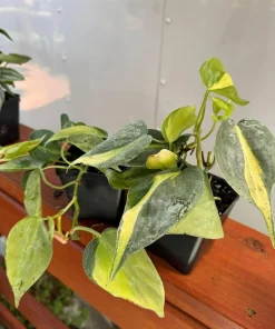 Philodendron Brasil Live Plant Set – 2 Heartleaf Indoor Houseplants, 5-8 Inches Tall in 4 Inch Pots, Variegated - Image 5