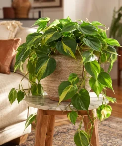 Philodendron Brasil Live Plant Set – 2 Heartleaf Indoor Houseplants, 5-8 Inches Tall in 4 Inch Pots, Variegated - Image 6