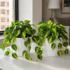 Philodendron Brasil Live Plant Set – 2 Heartleaf Indoor Houseplants, 5-8 Inches Tall in 4 Inch Pots, Variegated - Image 1