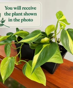 Philodendron Brasil Live Plant Set – Heartleaf Tropical – 5-8 Inch Tall, 4 Inch Pot – Indoor - Image 2