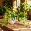 Philodendron Brasil Live Plant Set – Heartleaf Tropical – 5-8 Inch Tall, 4 Inch Pot – Indoor - Image 1