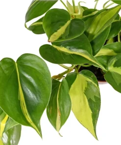 Philodendron Brasil Live Plant Set – Heartleaf Tropical – 5-8 Inch Tall, 4 Inch Pot – Indoor - Image 3