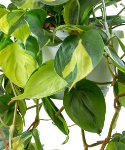 Philodendron Brasil Live Plant Set – Heartleaf Tropical – 5-8 Inch Tall, 4 Inch Pot – Indoor - Image 4