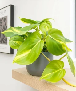 Philodendron Brasil Live Plant Set – Heartleaf Tropical – 5-8 Inch Tall, 4 Inch Pot – Indoor - Image 5