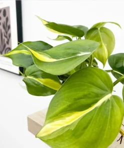 Philodendron Brasil Live Plant Set – Heartleaf Tropical – 5-8 Inch Tall, 4 Inch Pot – Indoor - Image 6