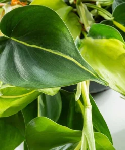 Philodendron Brasil Live Plant Set – Heartleaf Tropical – 5-8 Inch Tall, 4 Inch Pot – Indoor - Image 7