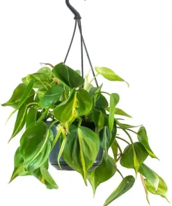 Philodendron Brasil Live Plant Set – Heartleaf Tropical – 5-8 Inch Tall, 4 Inch Pot – Indoor - Image 8