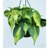 Philodendron Brasil Live Plant – Trailing Houseplant – Vibrant Green & Yellow Foliage - Image 1