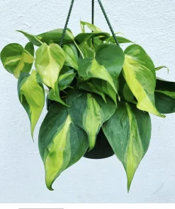 Philodendron Brasil Live Plant – Trailing Houseplant – Vibrant Green & Yellow Foliage - Image 1