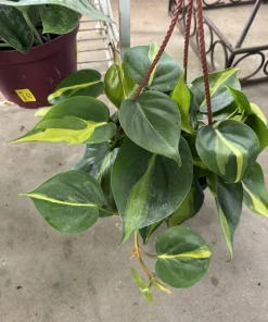 Philodendron Brasil Live Plant - Variegated Heartleaf Indoor Houseplant - Image 1