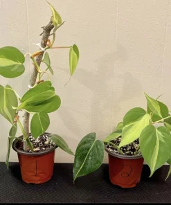 Philodendron Brasil Live Plant - Variegated Heartleaf Houseplant - Image 2