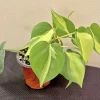Philodendron Brasil Live Plant - Variegated Heartleaf Houseplant - Image 1