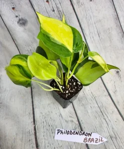 PHILODENDRON BRASIL Plant - Image 2